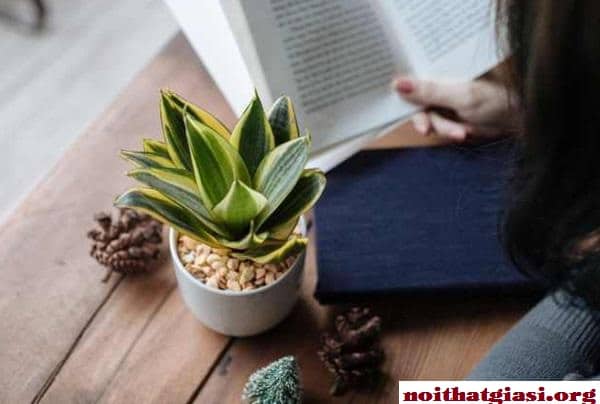 Cây Để Bàn Theo Tuổi Cho Phong Thủy Bàn Làm Việc14