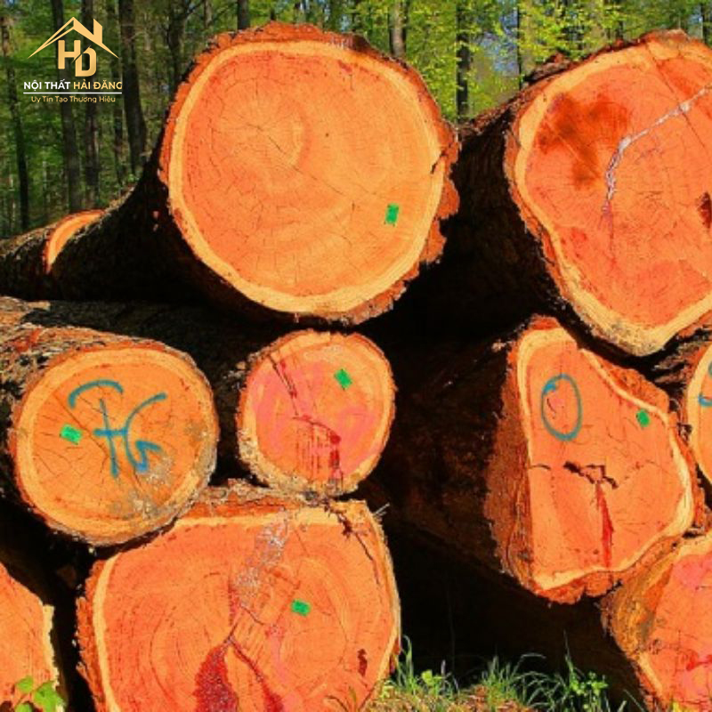 go-tu-nhien Bàn Giám Đốc Gỗ Tự Nhiên Hay Gỗ Công Nghiệp Nên Chọn Loại Nào?